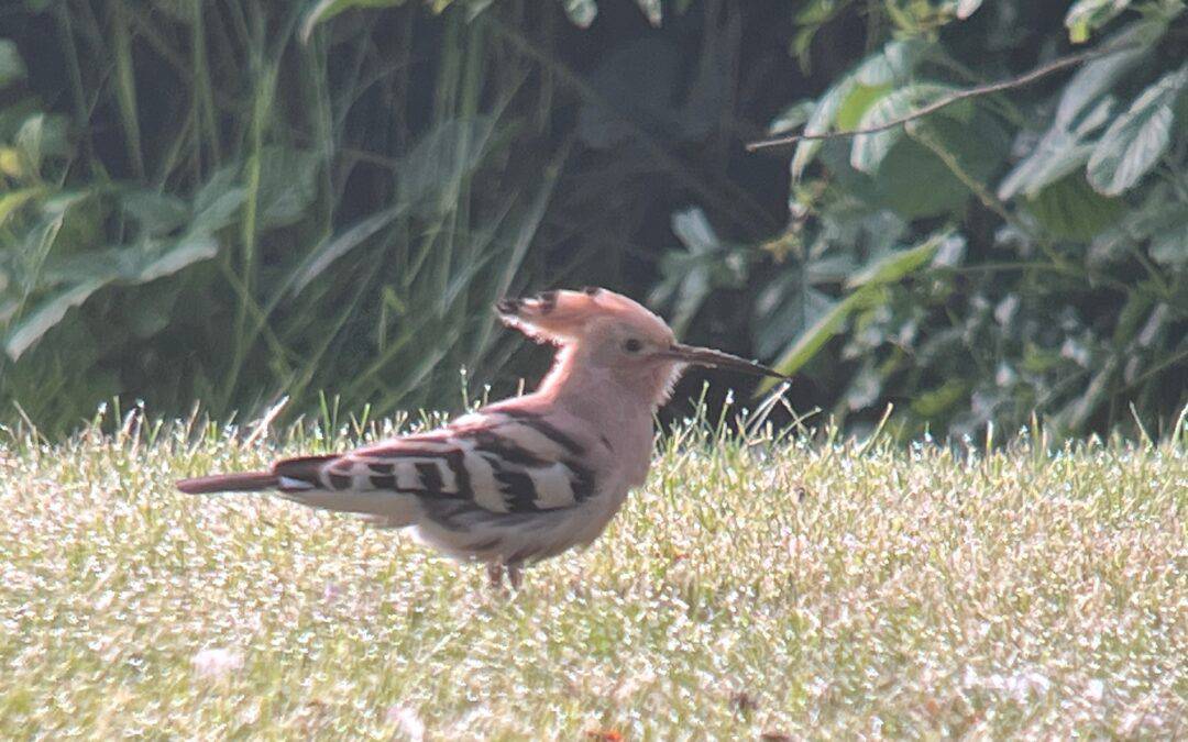 A Warwickshire Wonder: The Hoopoe of New Arley