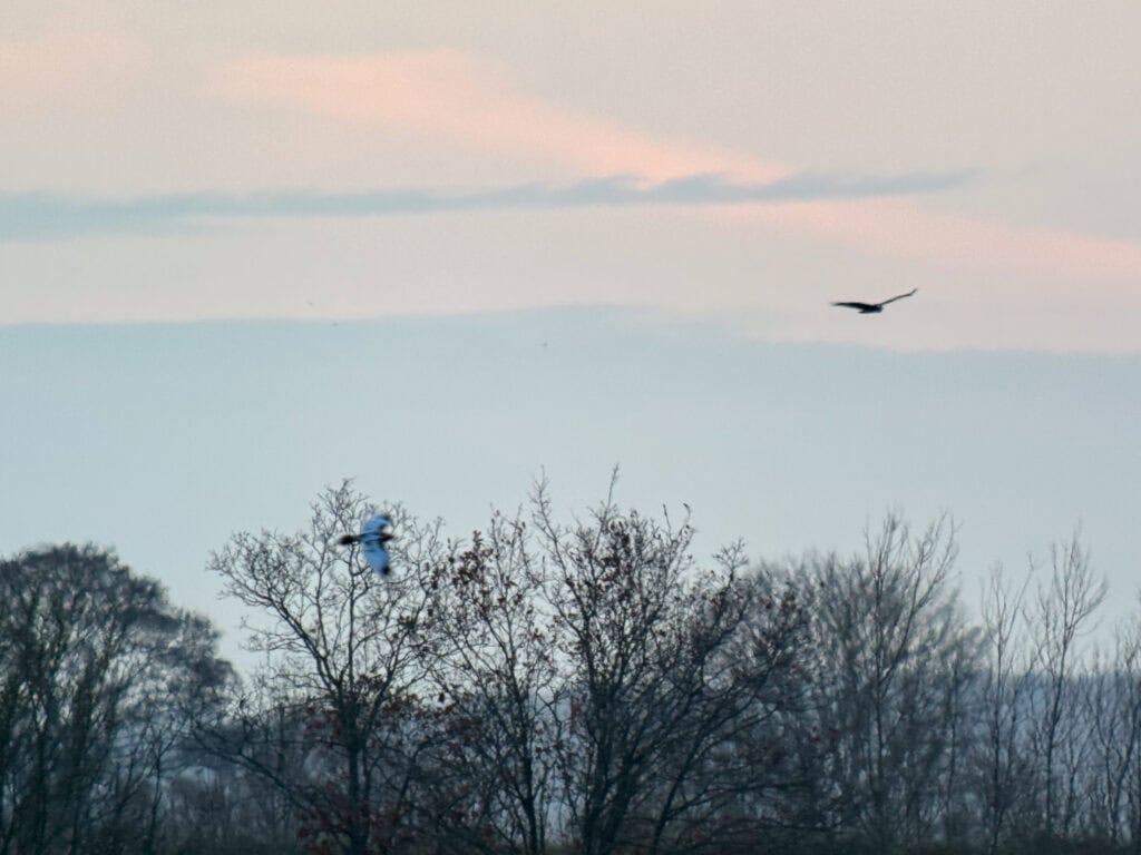 Marsh harriers Willow Tree Fen Marsh harriers Willow Tree Fen