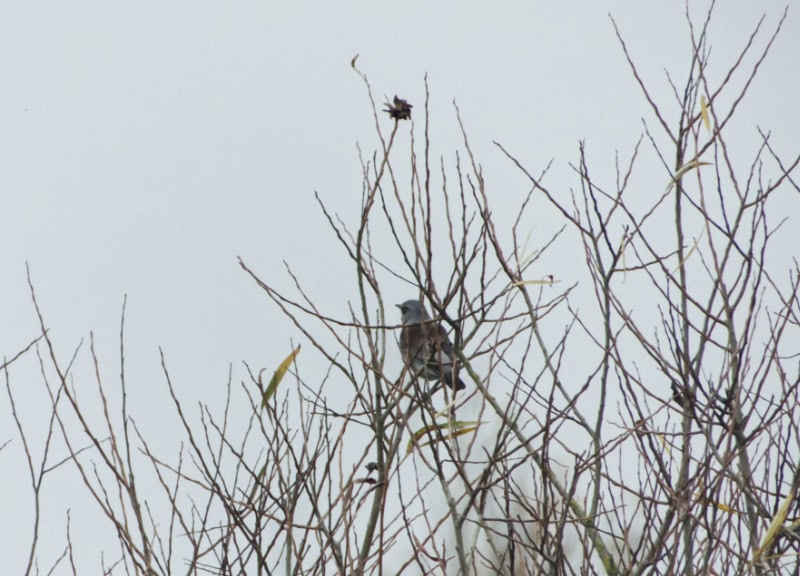 Fieldfare Nene Washes Fieldfare Nene Washes