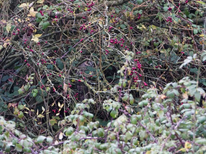 Long Eared Owl Nene Washes Long Eared Owl Nene Washes