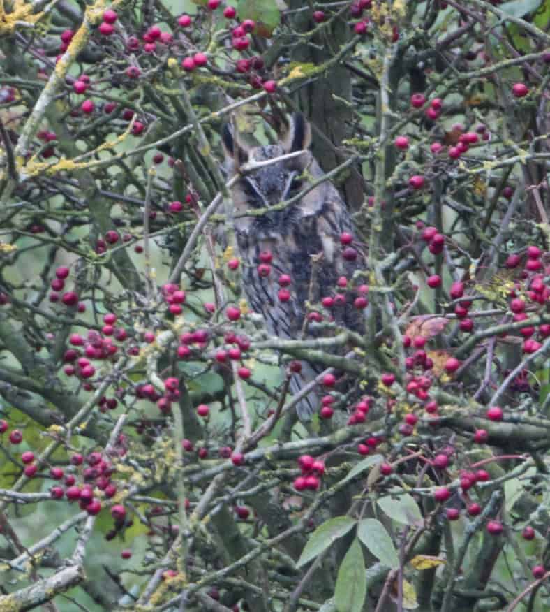 Long Eared Owl Nene Washes Long Eared Owl Nene Washes