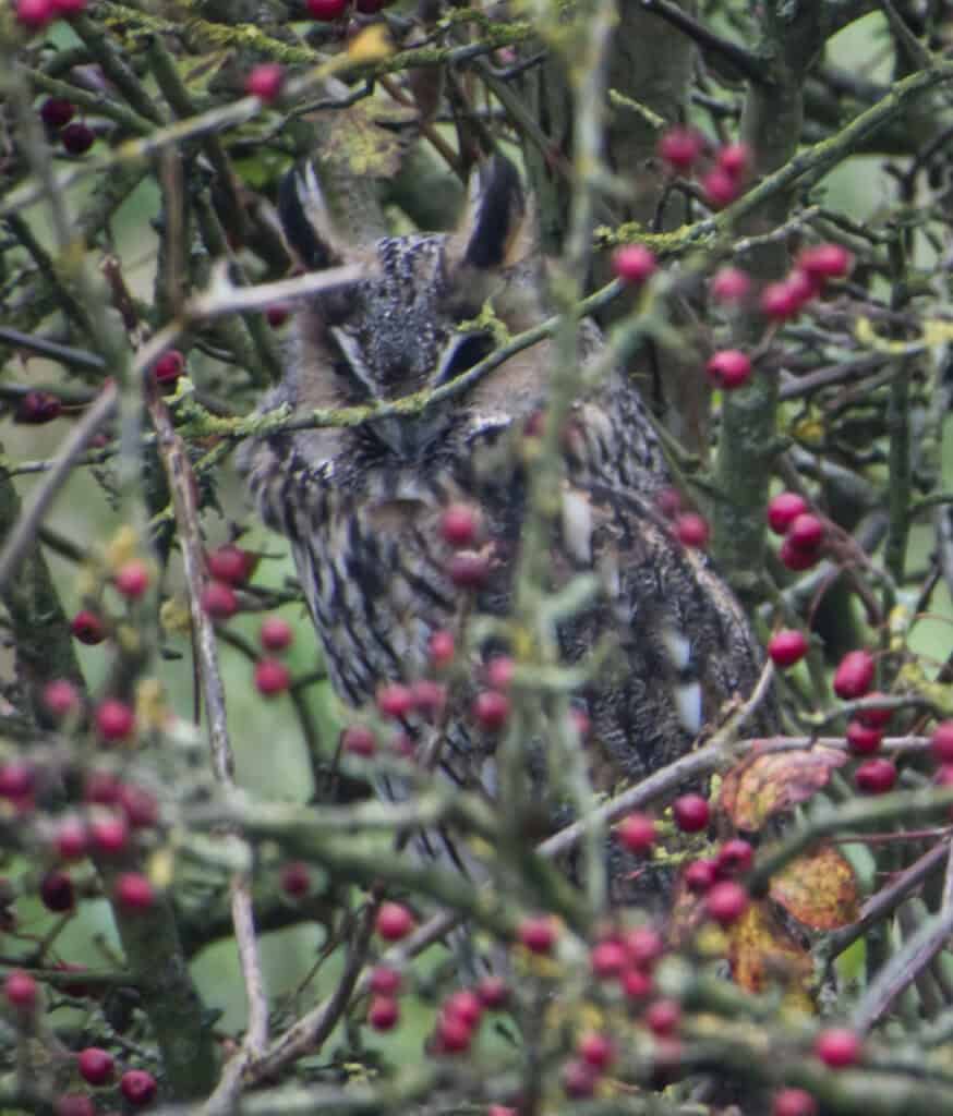 Long Eared Owl Nene Washes Long Eared Owl Nene Washes