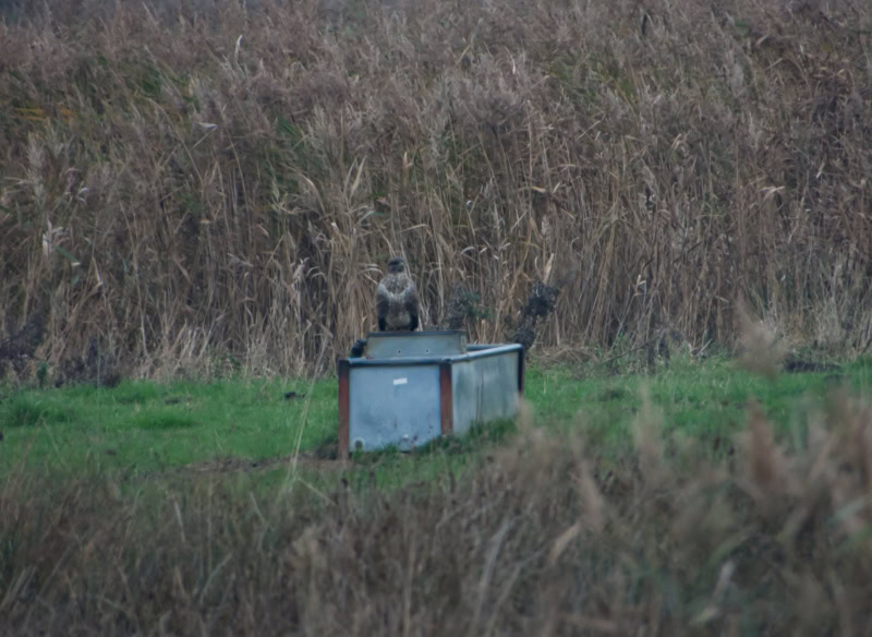 Buzzard Willow Tree Fen Buzzard Willow Tree Fen